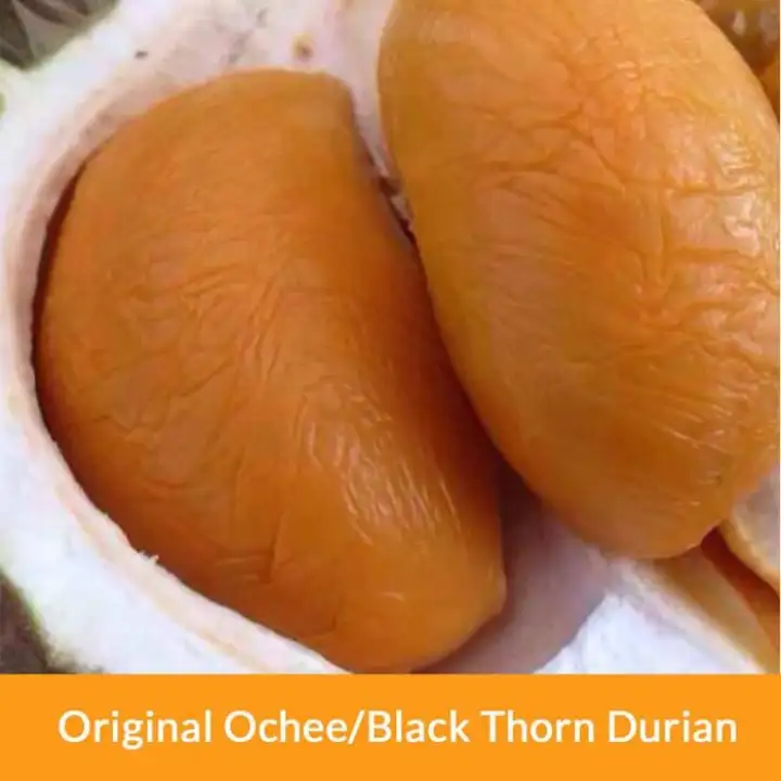 Bibit Durian Duri Hitam Durian Balck Thorn Durian Ochee Unggul Lazada Indonesia