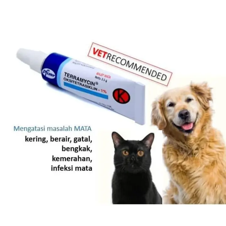 Salep Terramycin - Teramisin, Obat Sakit Mata Anjing Dan Kucing 