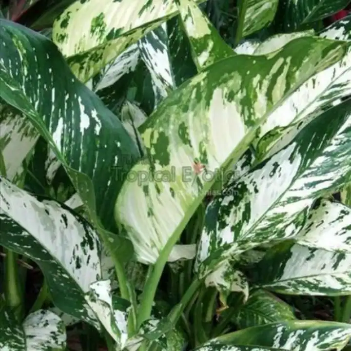 Tanaman Hias Bunga Aglonema Dieffenbachia Seguine Aurora Sri Rejeki Blorok Lazada Indonesia