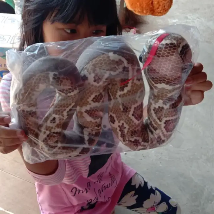 Boneka Ular Lazada Indonesia