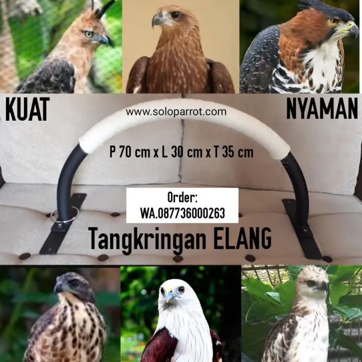 Tangkringan Burung Elang Hantu Ber Tali Lazada Indonesia
