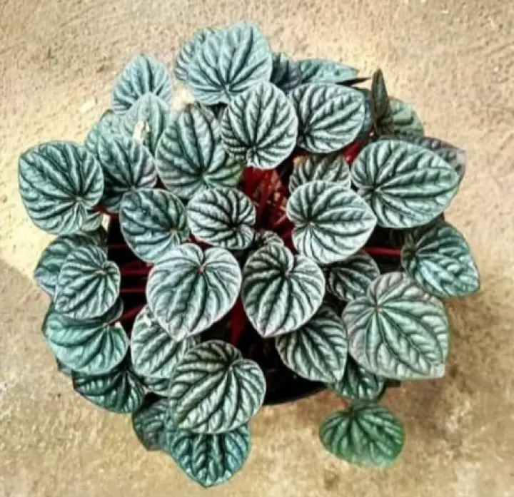 Tanaman Hias Begonia Caperata Tanaman Hias Begonia Begonia Cuperata Lazada Indonesia
