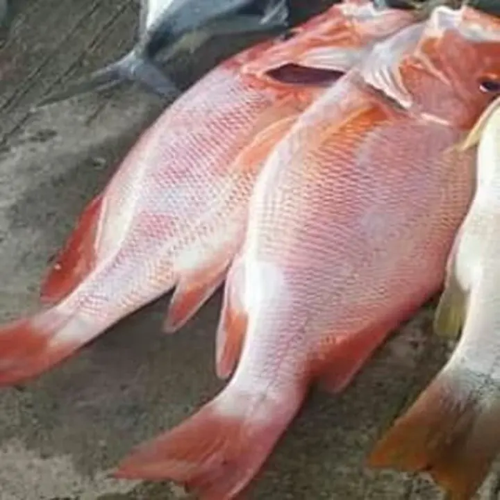 Seafood Ikan Kakap Merah Snapper Lazada Indonesia