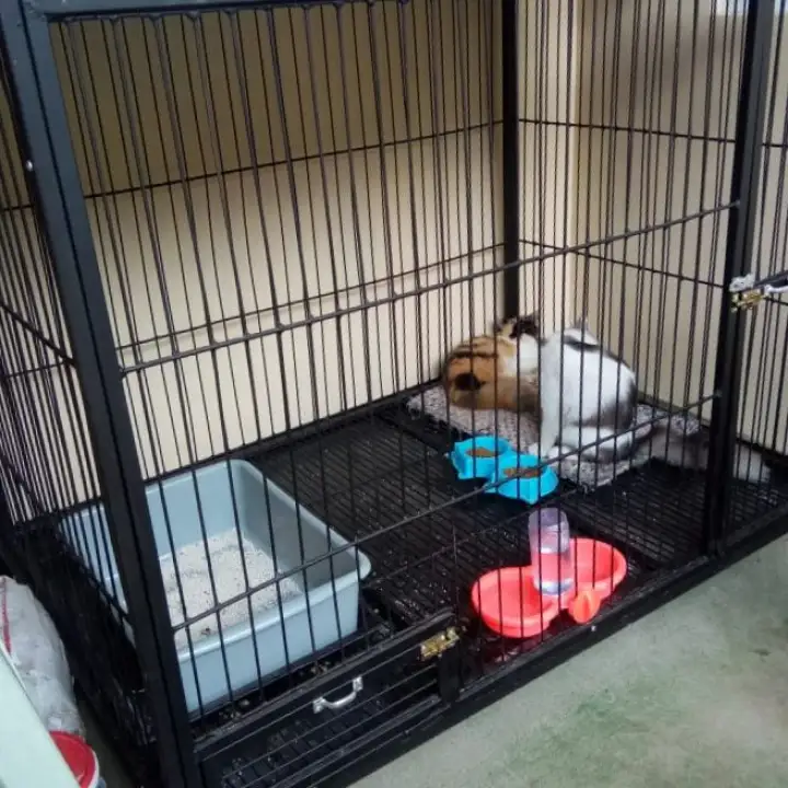 kandang kucing jumbo full besi Kokoh  Lazada Indonesia