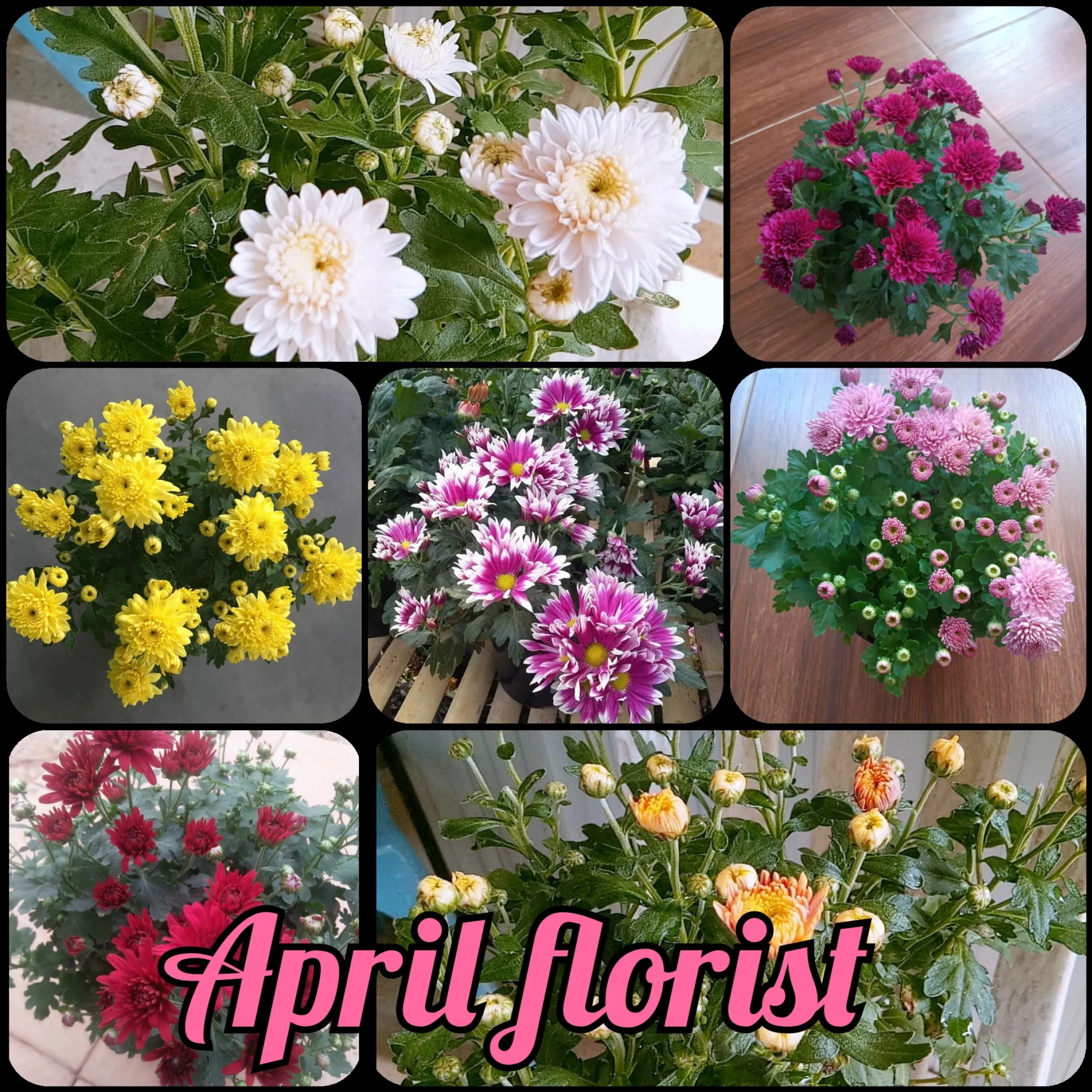 Paket 7 Pohon 7 Warna Bunga Seruni Krisan Aster Grade A Promo Kualitas Super Cod Lazada Indonesia