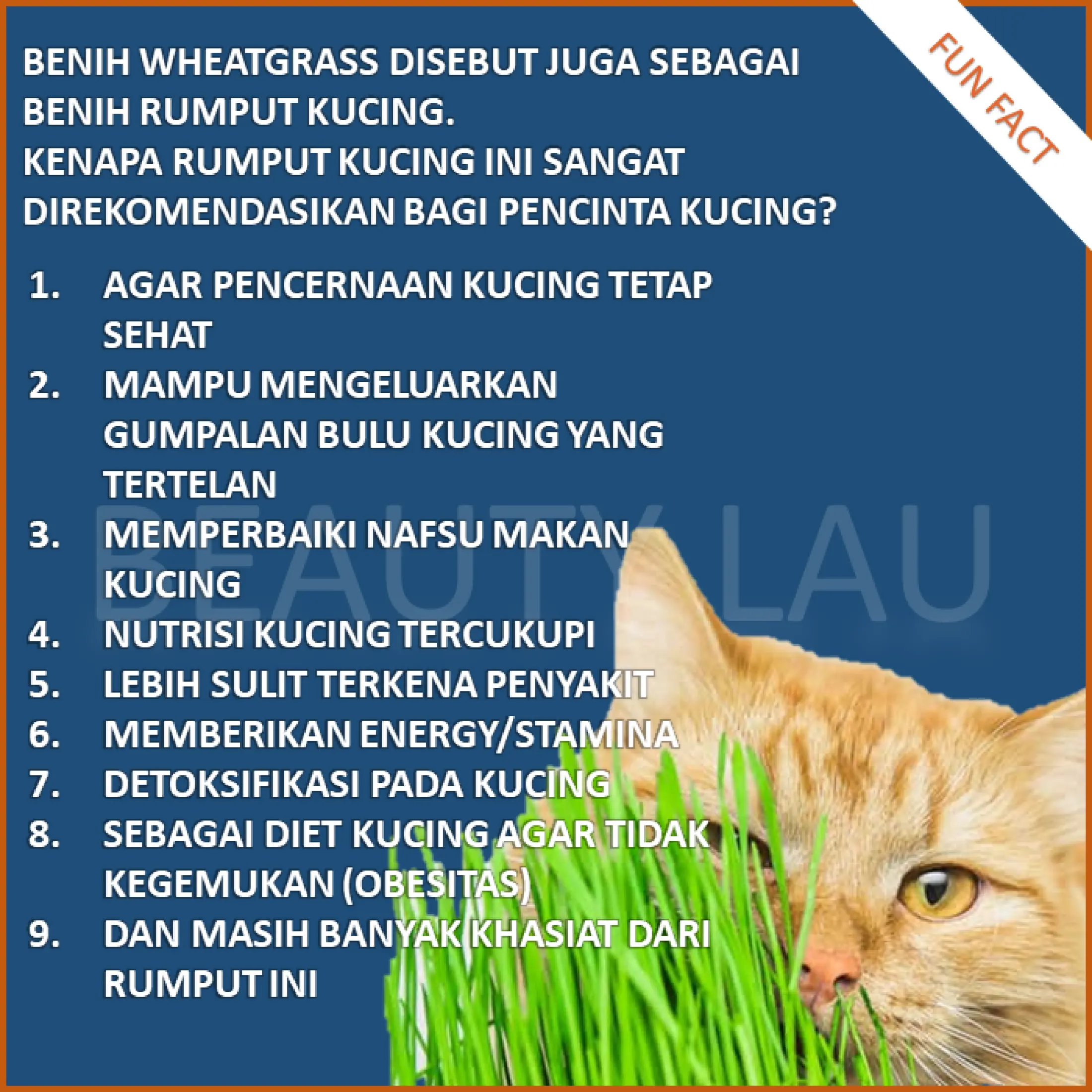 BIBIT RUMPUT GANDUM KUCING 100GR BENIH WHEATGRASS BIJI CAT GRASS 