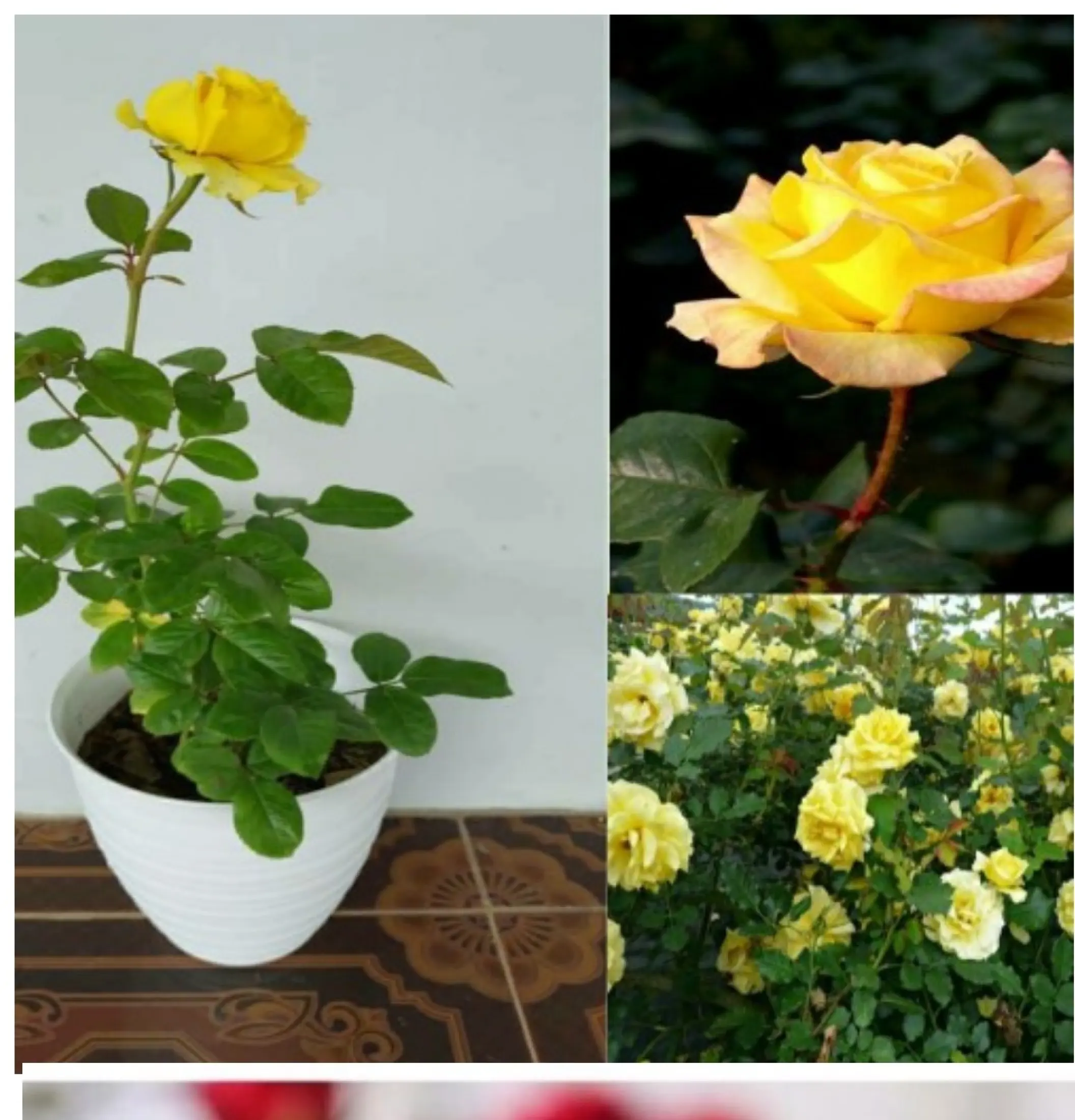 Tanaman Bunga Mawar Hidup Rose Kondisi Kuncup Berbunga Bunga Besar Wangi No Duri Lazada Indonesia