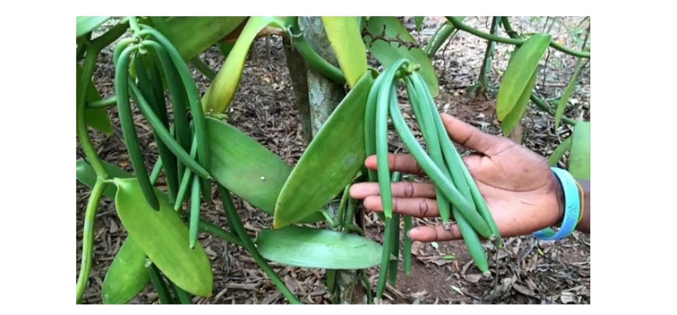 Bibit Tanaman Herbal Vanili Flanifolia Lazada Indonesia