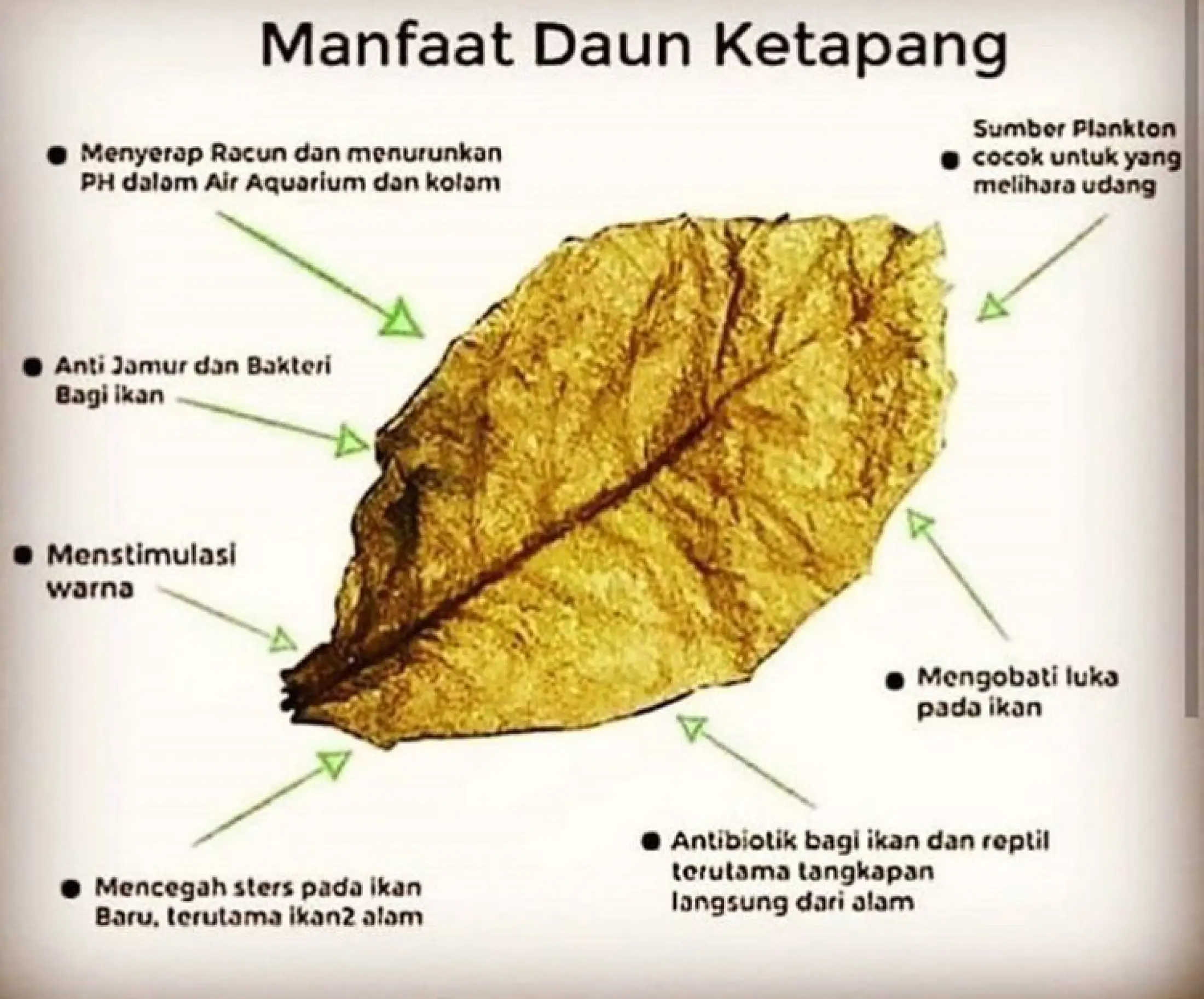 Daun Ketapang Kering Olahan Obat Penetrasi Ikan Hias Ikan Cupang Ikan Guppy Untuk Menstabilkan Ph Air Agar Ikan Cupang Tidak Cepat Sakit Lazada Indonesia
