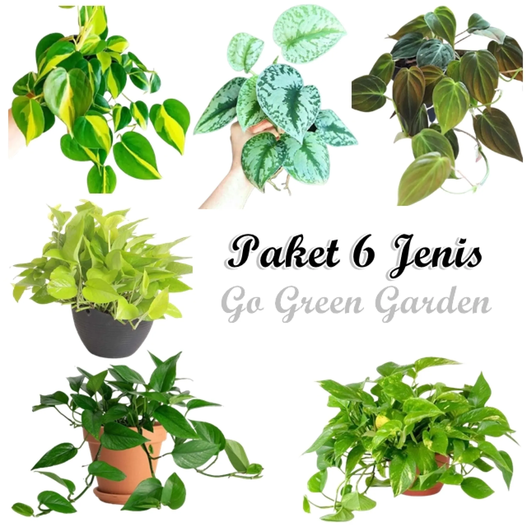 Paket 6 Jenis Tanaman Hias Sirih Gading Tanaman Hias Philodendron Micans Sirih Gading Brasil Sirih Gading Lemon Sirih Gading Variegata Sirih Gading Hiijau Sirih Gading Silver Lazada Indonesia
